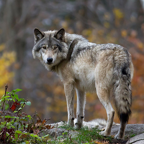 Wolf