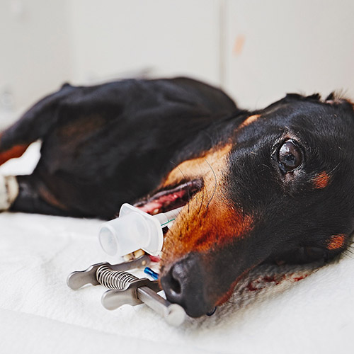 Krankheiten Jagdhunde