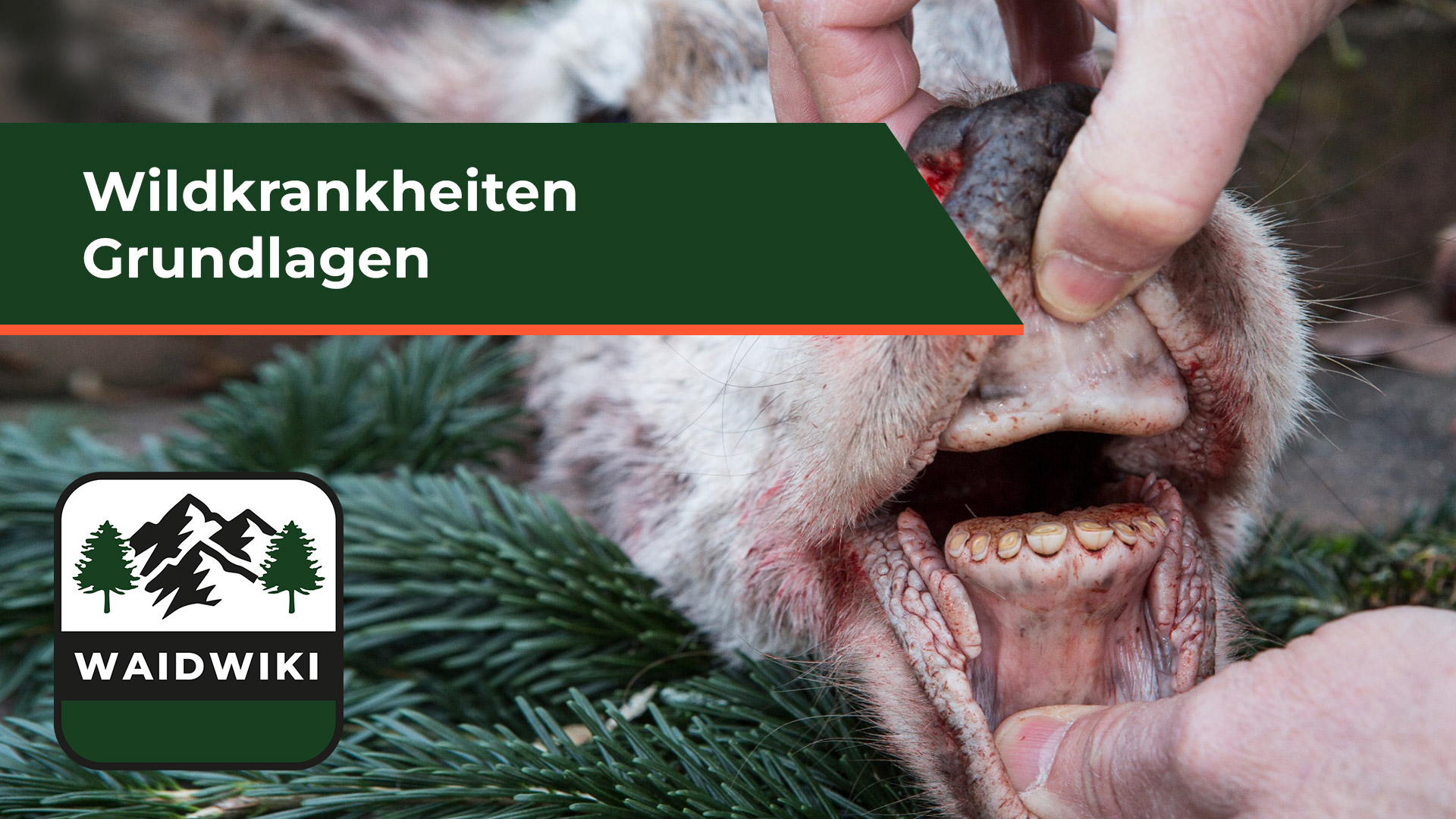 Grundlagen Wildkrankheiten 