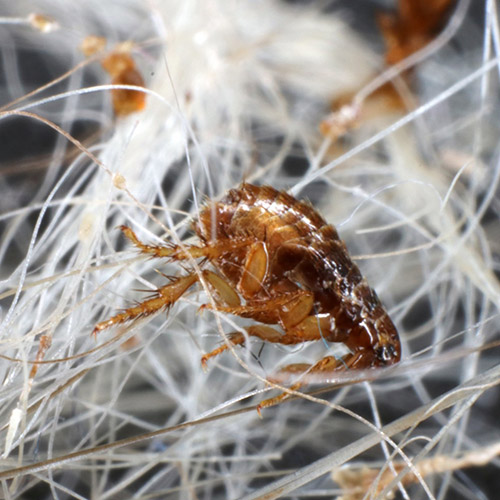 Ektoparasiten 