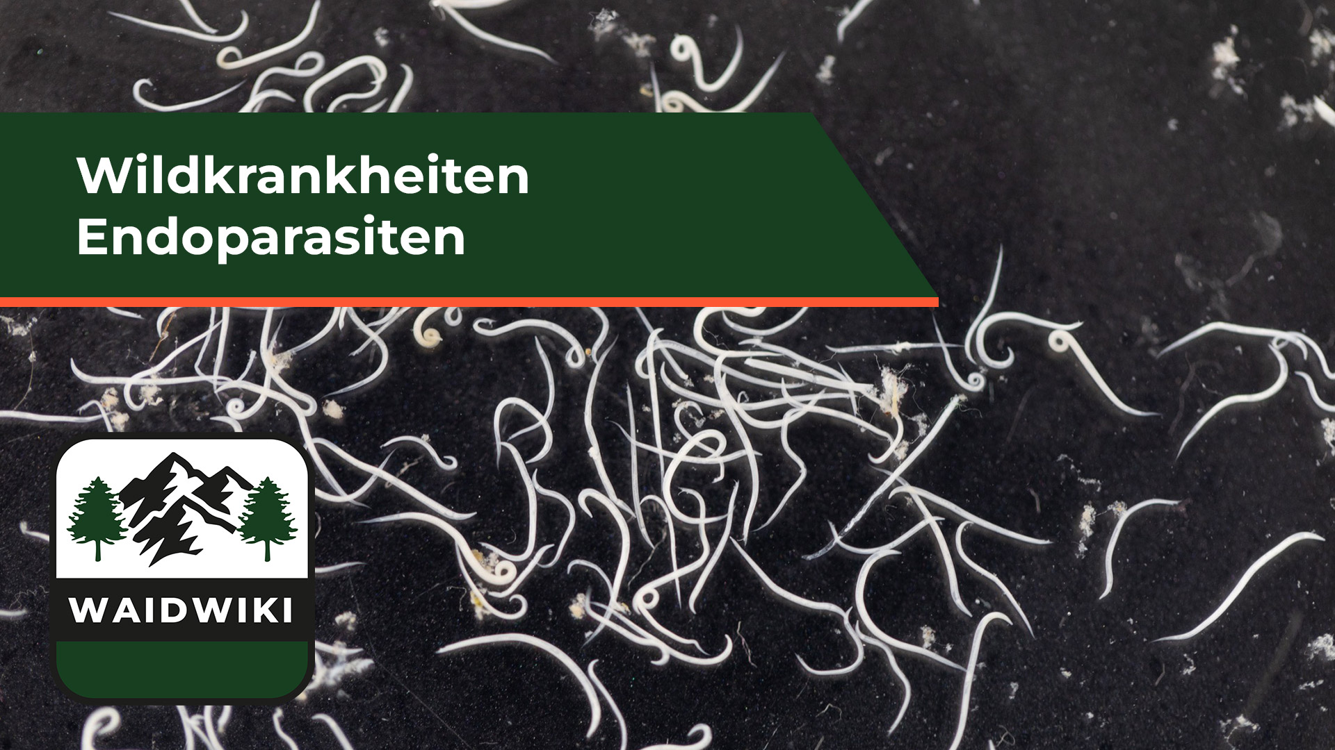 Endoparasiten - Wildkrankheiten 