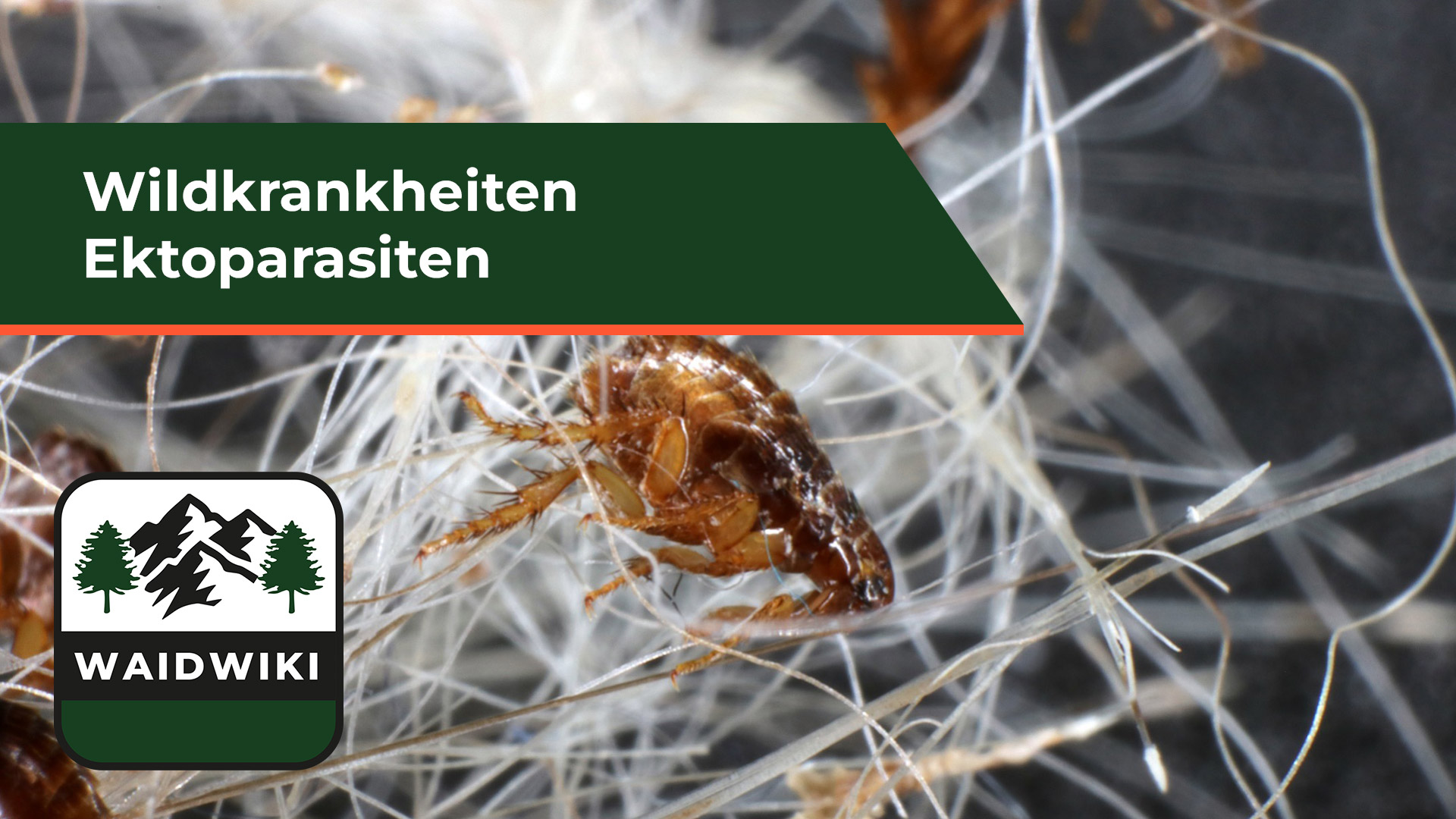 Ektoparasiten - Wildkrankheiten 