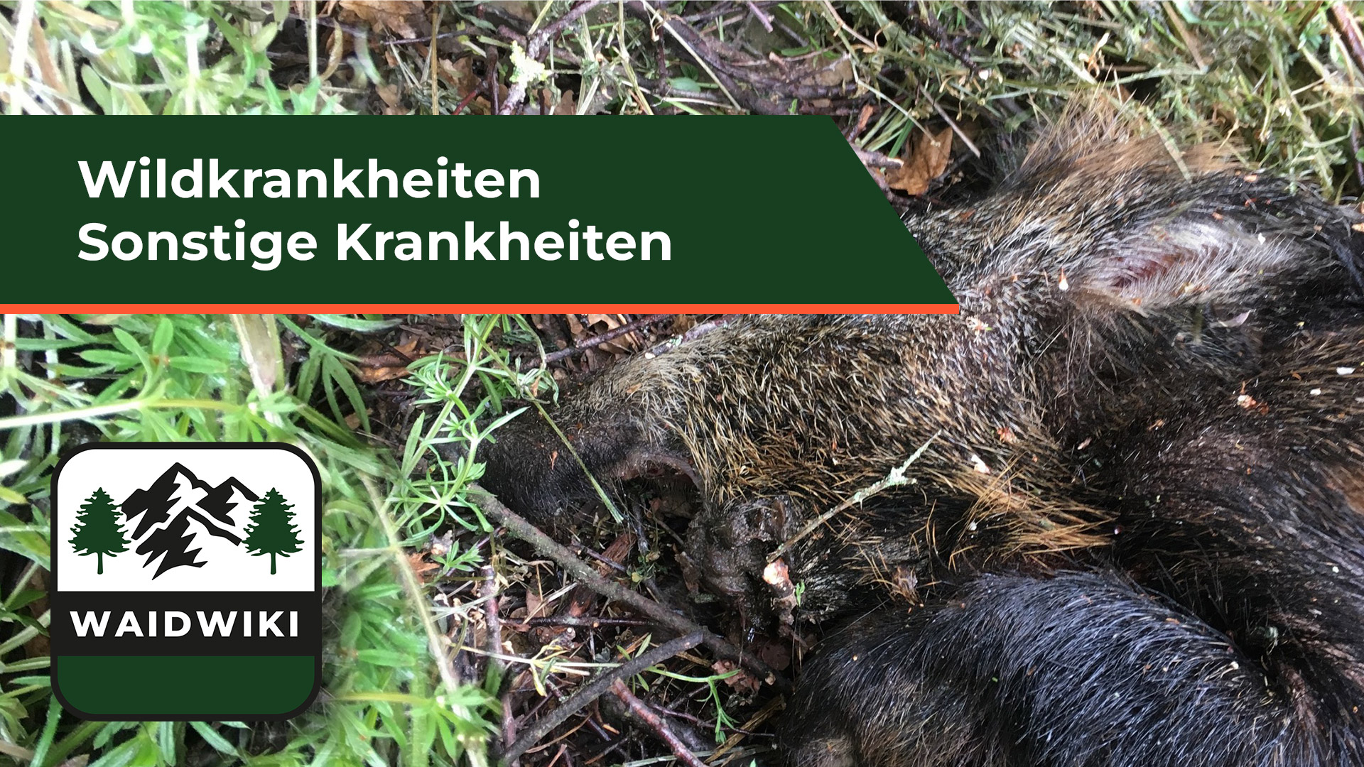 Sonstige Wildkrankheiten 