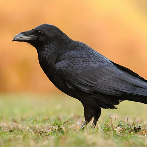 Rabenvögel