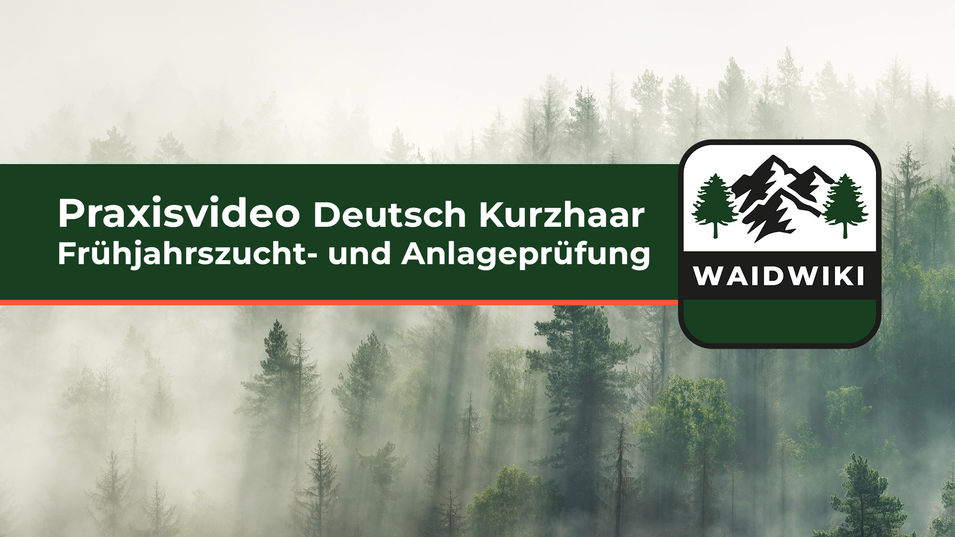Deutsch Kurzhaar Frühjahrszucht- und Anlageprüfung (Derby) Praxisvideo