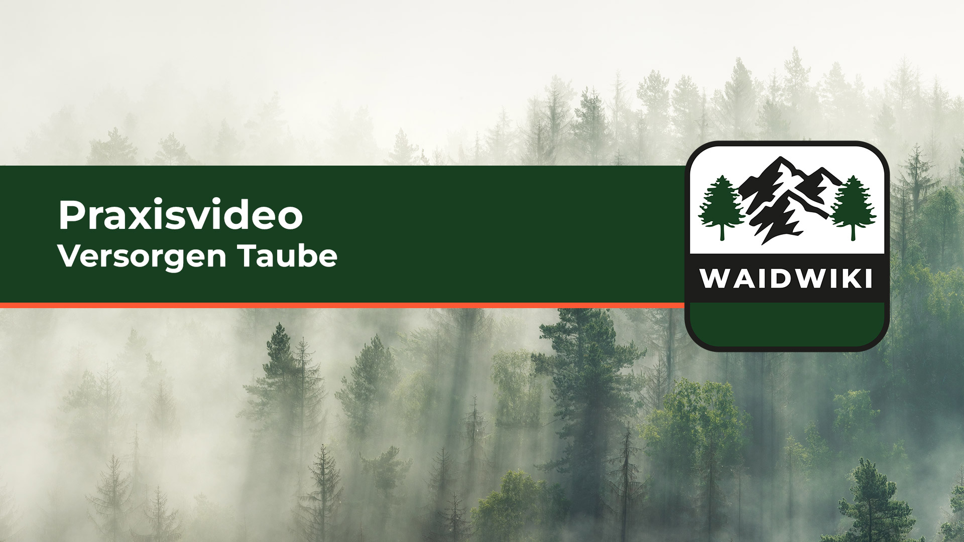 Versorgen Taube - Praxisvideo