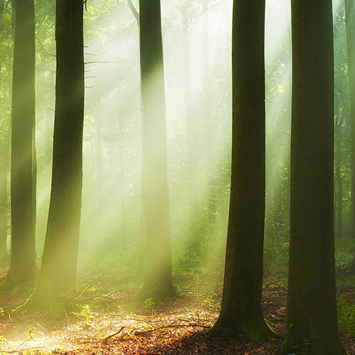 Grundlagen Waldbau