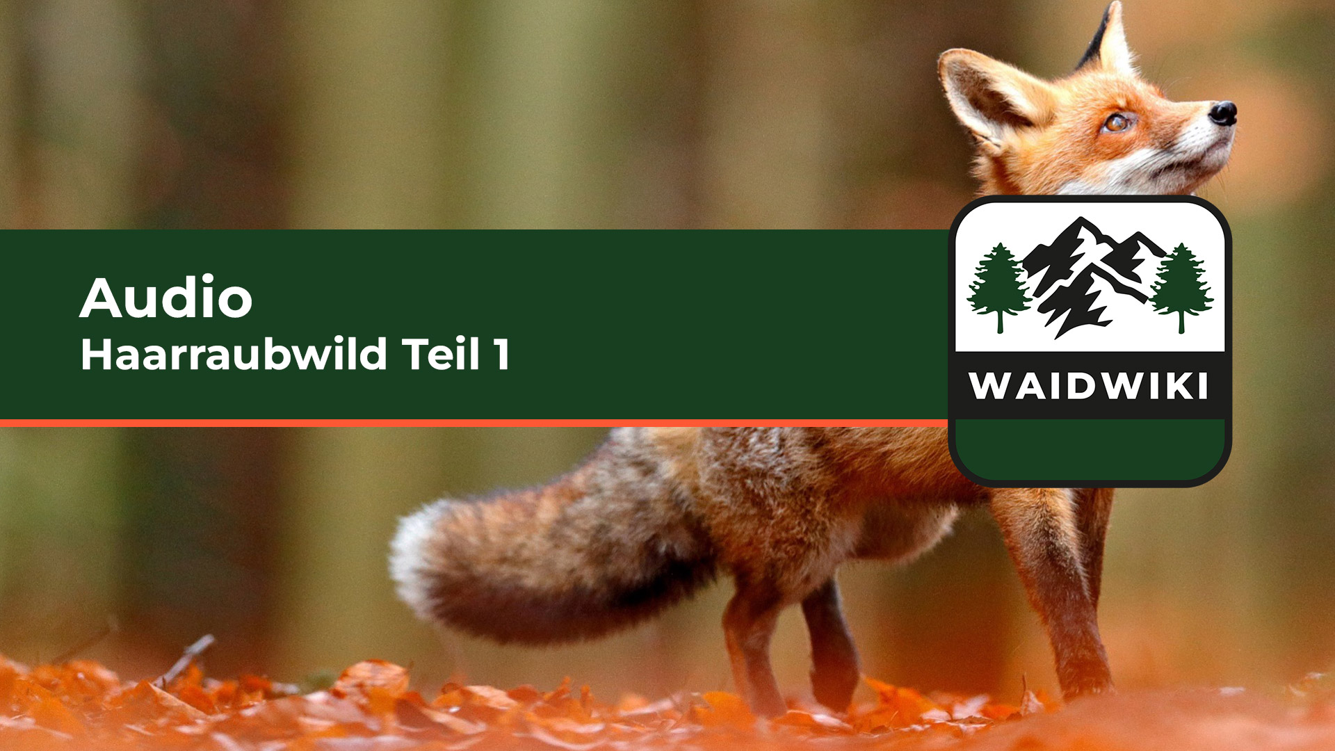 Haarraubwild Teil 1 Audio