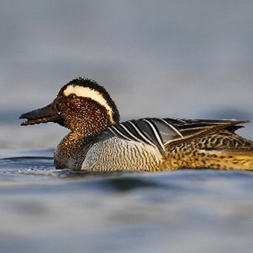 Wasservögel