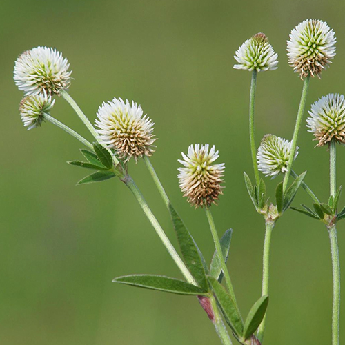 Naturschutz Pflanzen
