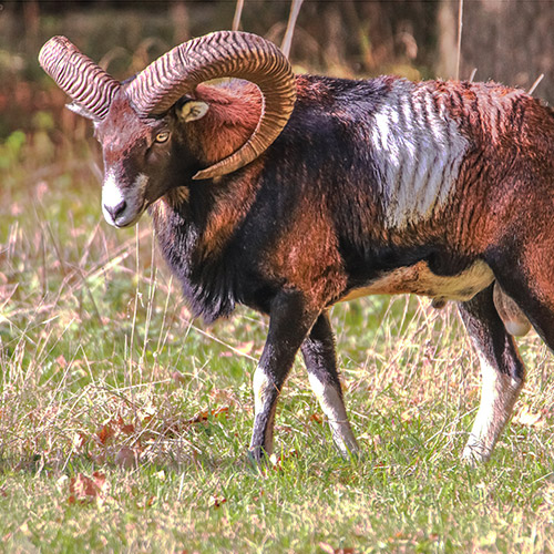 Hornträger (Boviden)