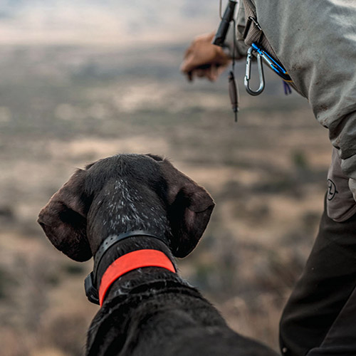 Jagdhunde