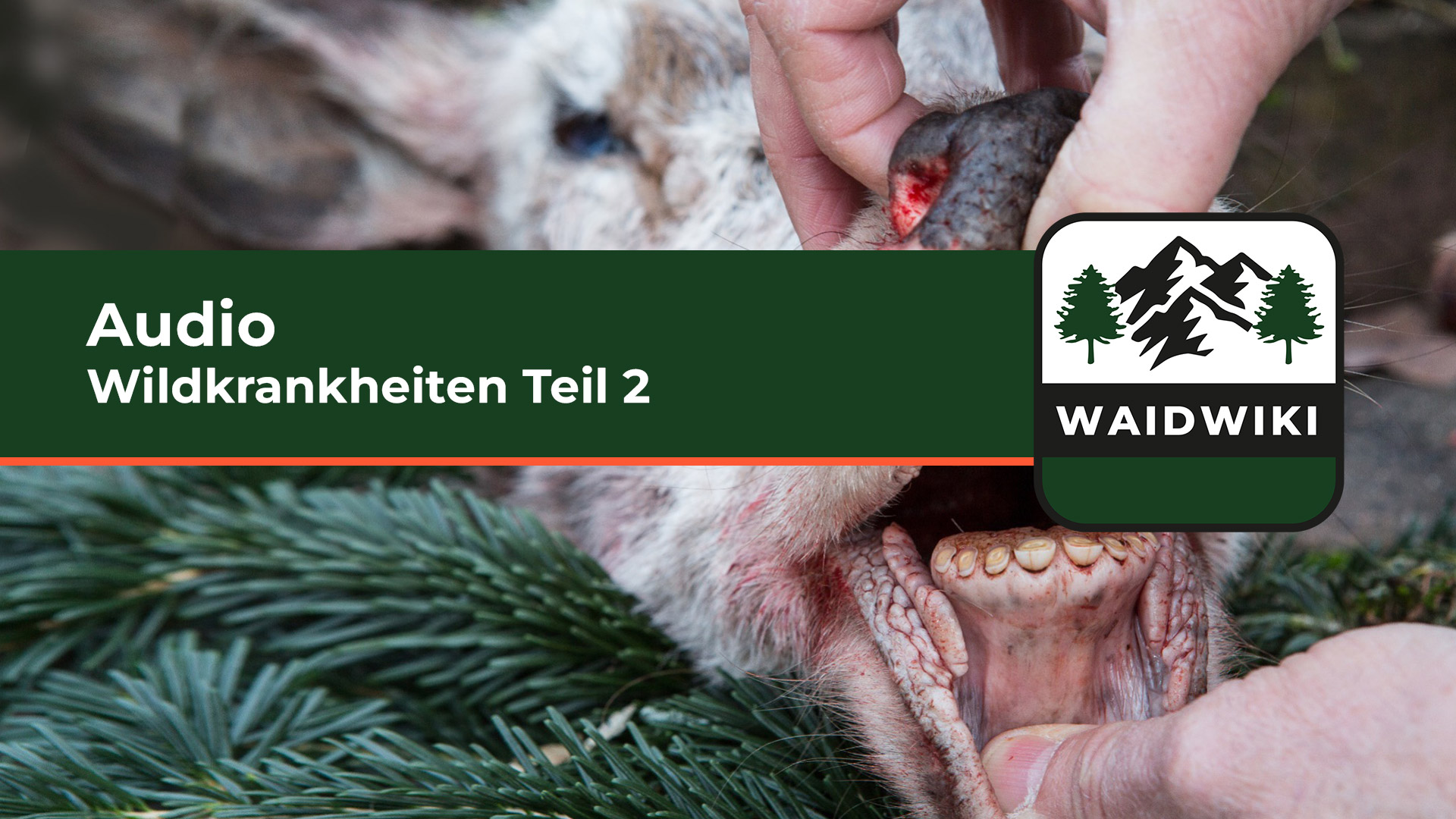 Wildkrankheiten Teil 2 Audio