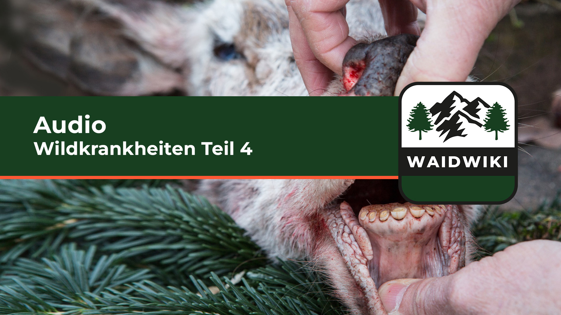 Wildkrankheiten Teil 4 Audio