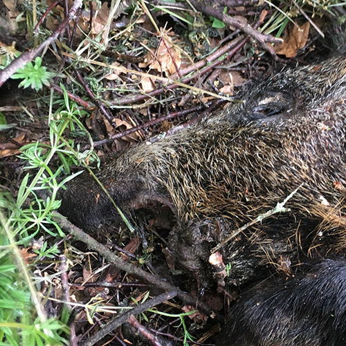 Sonstige Wildkrankheiten