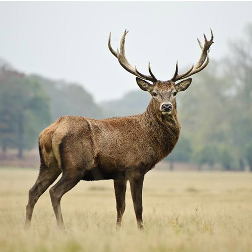 Wildbiologie