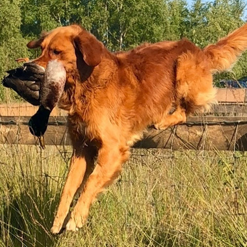 Jagdhundeprüfungen