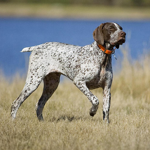 Einsatzgebiete Jagdhunden