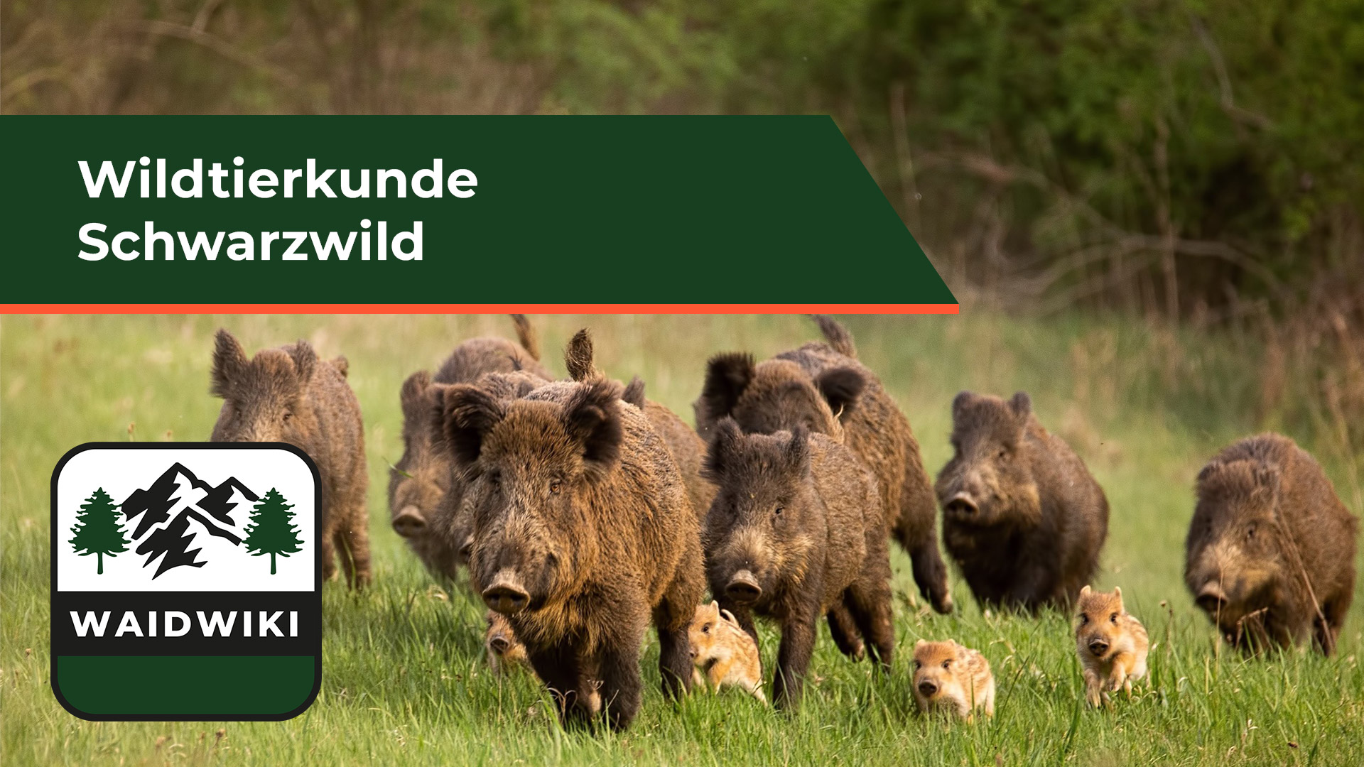 Schwarzwild - Wildtierkunde