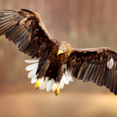 Adler