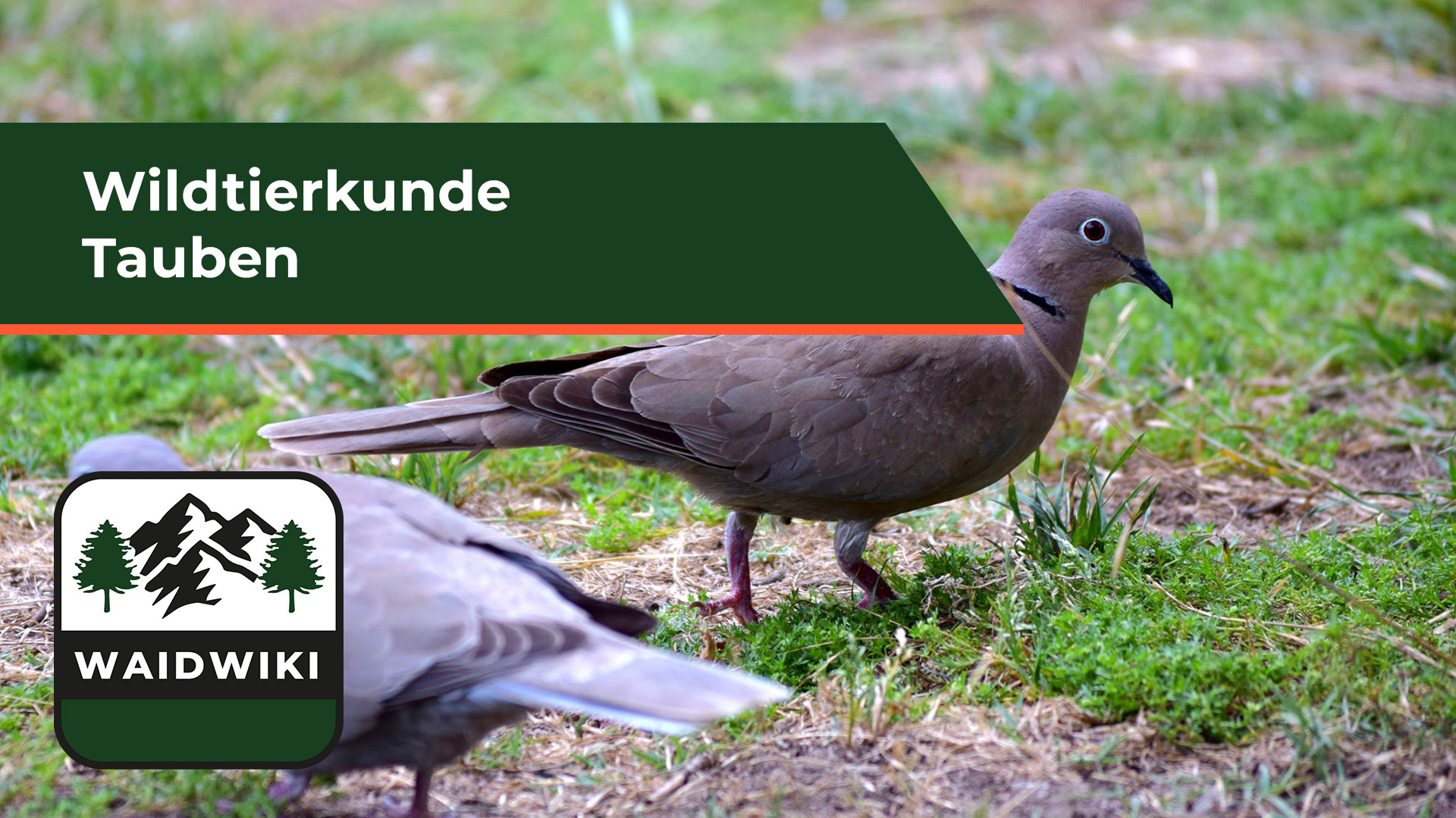 Tauben - Wildtierkunde
