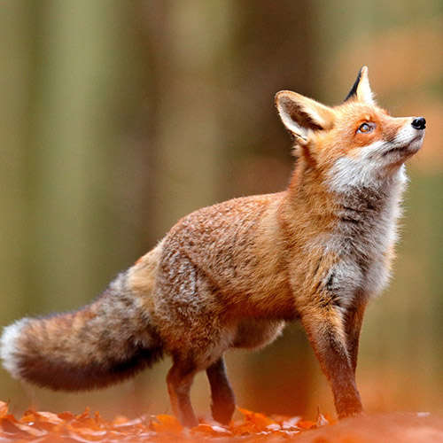 Fuchs