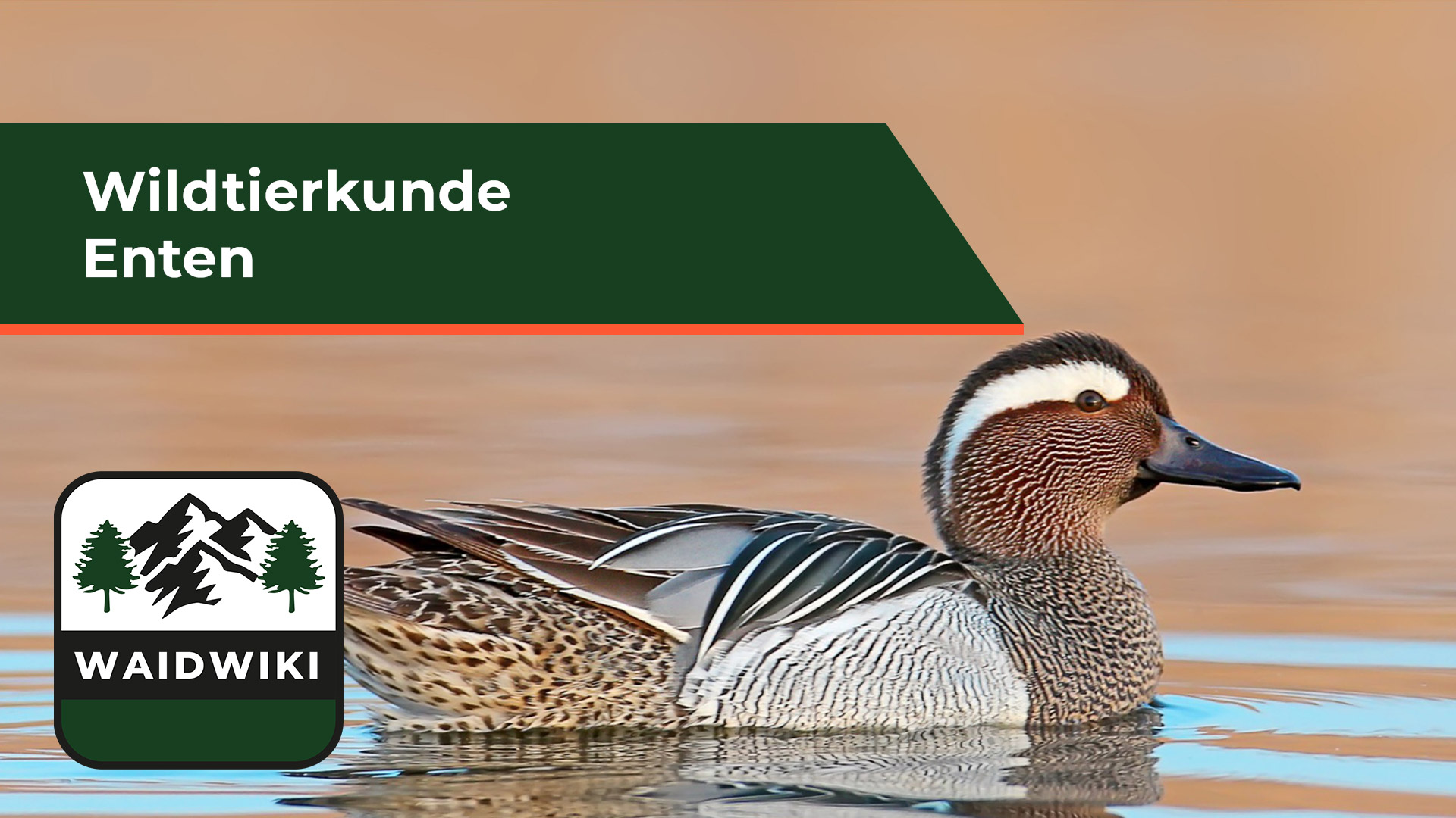Enten - Wildtierkunde
