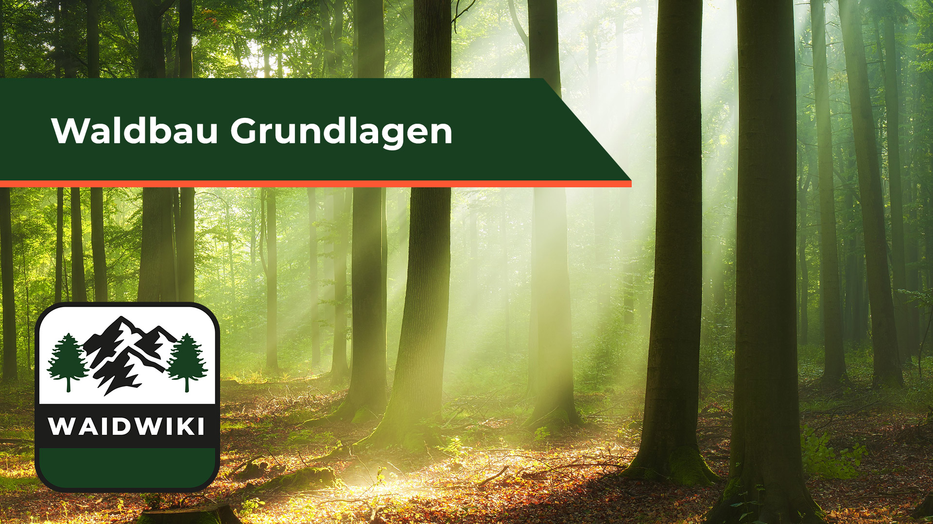 Grundlagen Waldbau