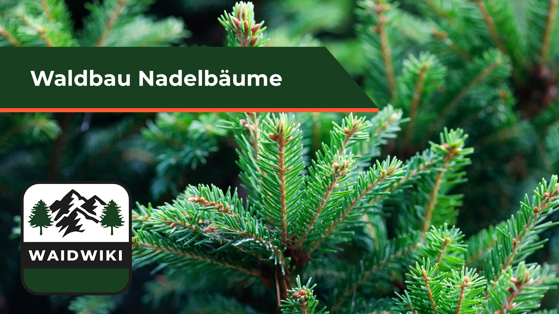 Waldbau - Bäume und Sträucher