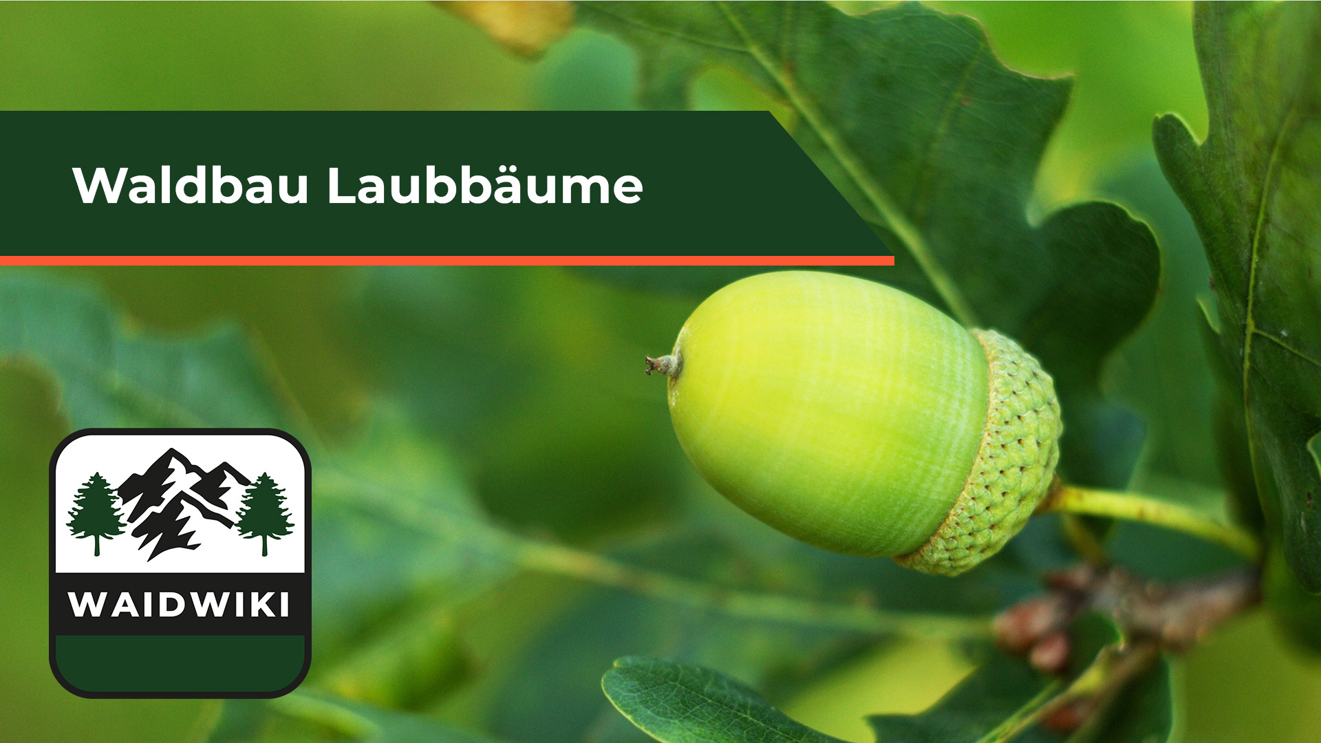 Waldbau - Laubbäume Inhalt in Bäume und Sträucher zu finden.
