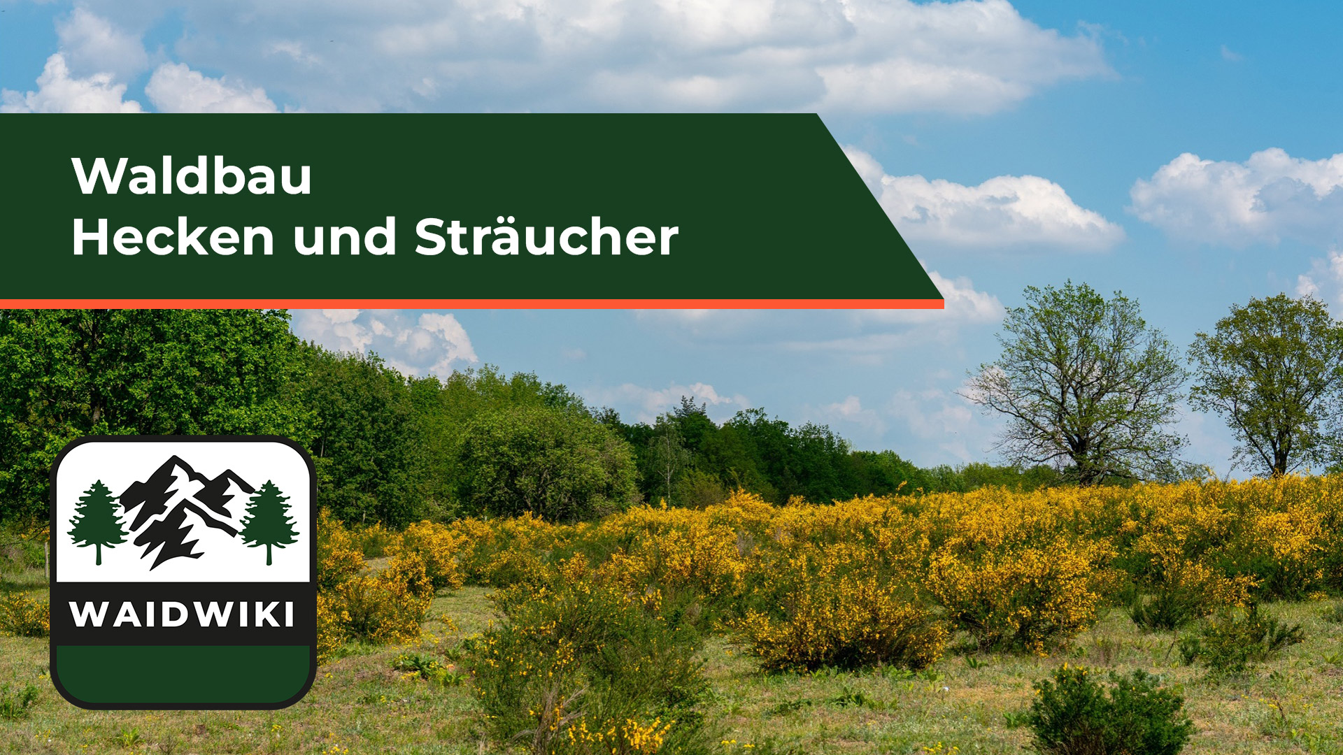 Waldbau - Hecken und Sträucher Inhalt in Bäume und Sträcuher zu finden