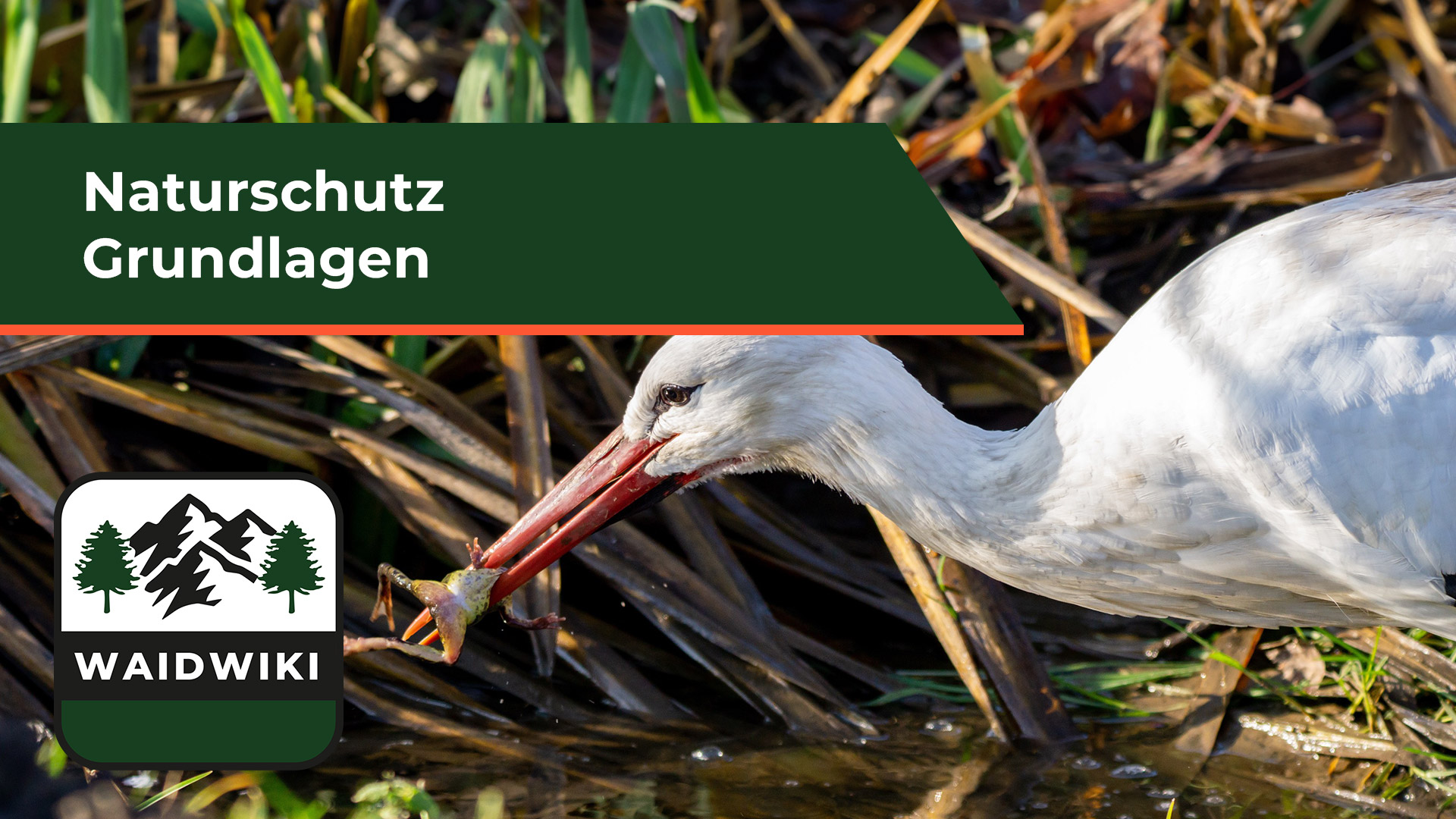 Grundlagen und rechtliche Grundlagen - Naturschutz