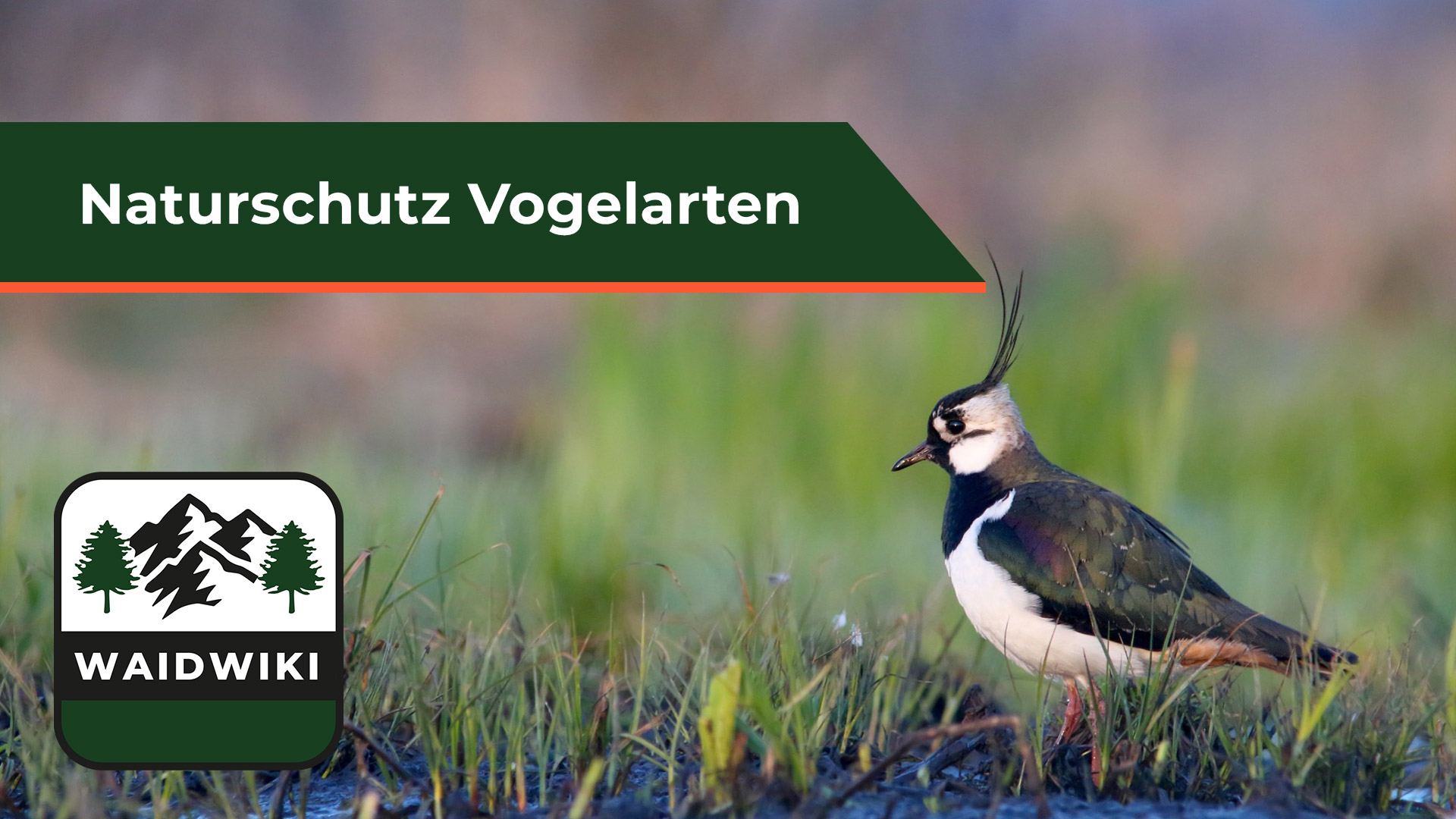 Vogelarten Naturschutz