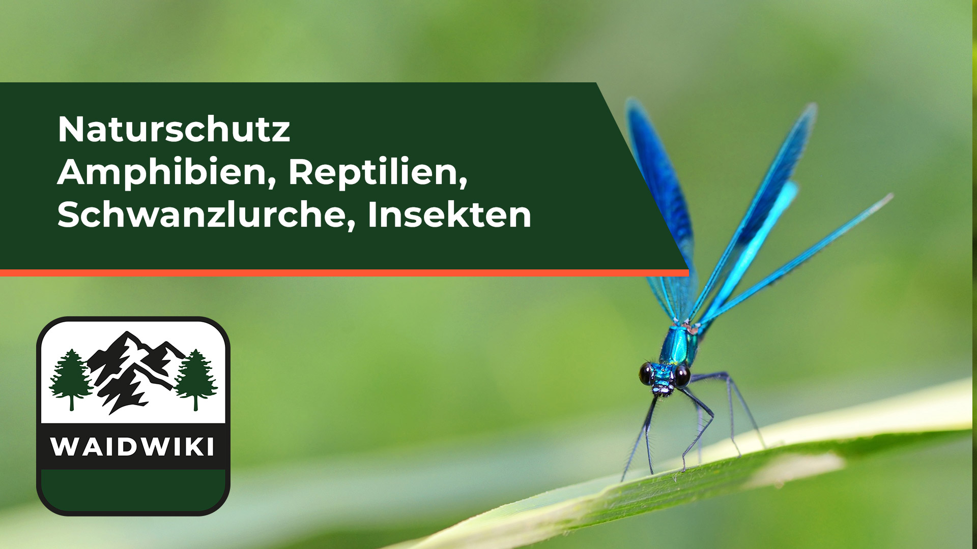Amphibien, Reptilien, Schwanzlurche und Insekten - Naturschutz 