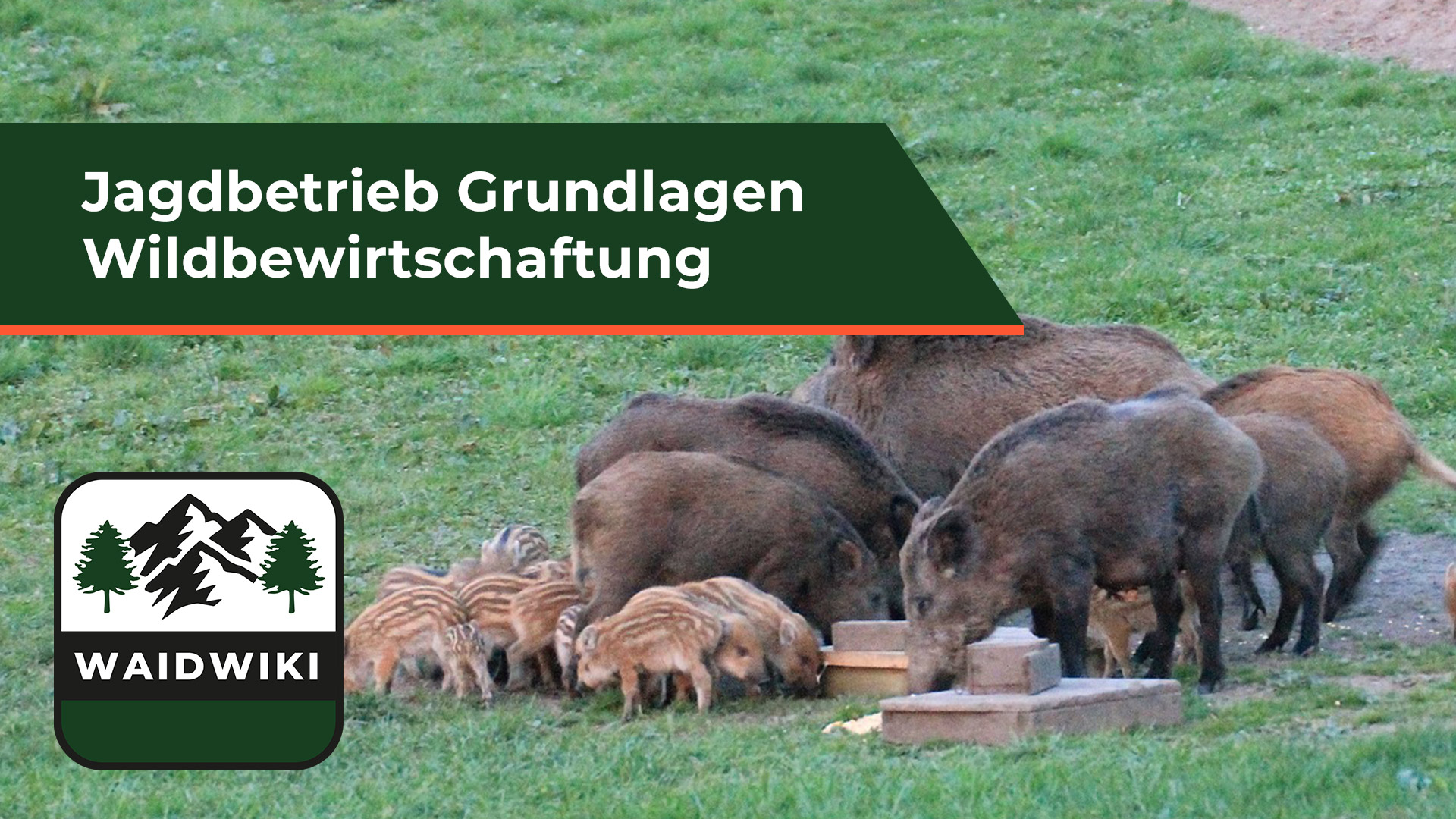 Grundlagen Wildbewirtschaftung im Jagdbetrieb
