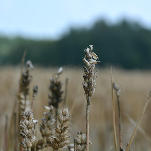 Wildschaden