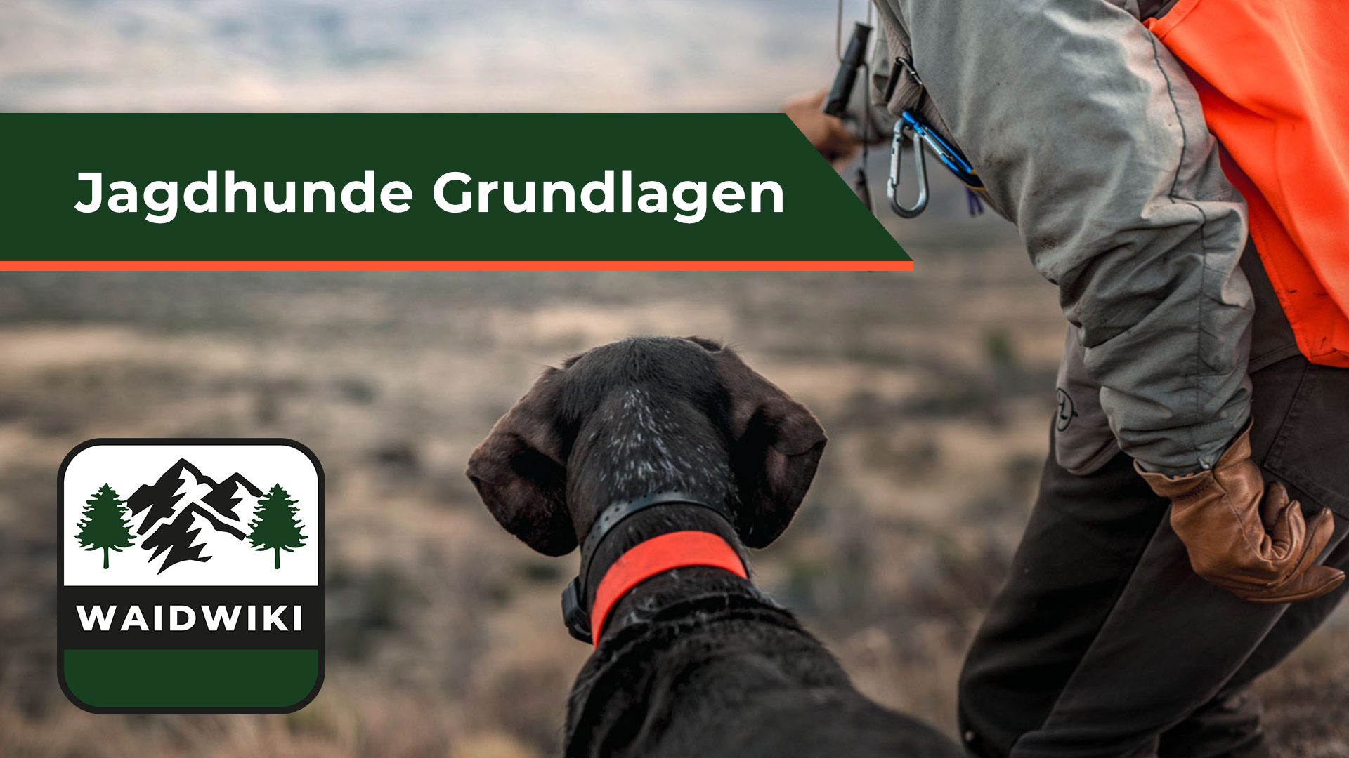 Grundlagen Jagdhunde