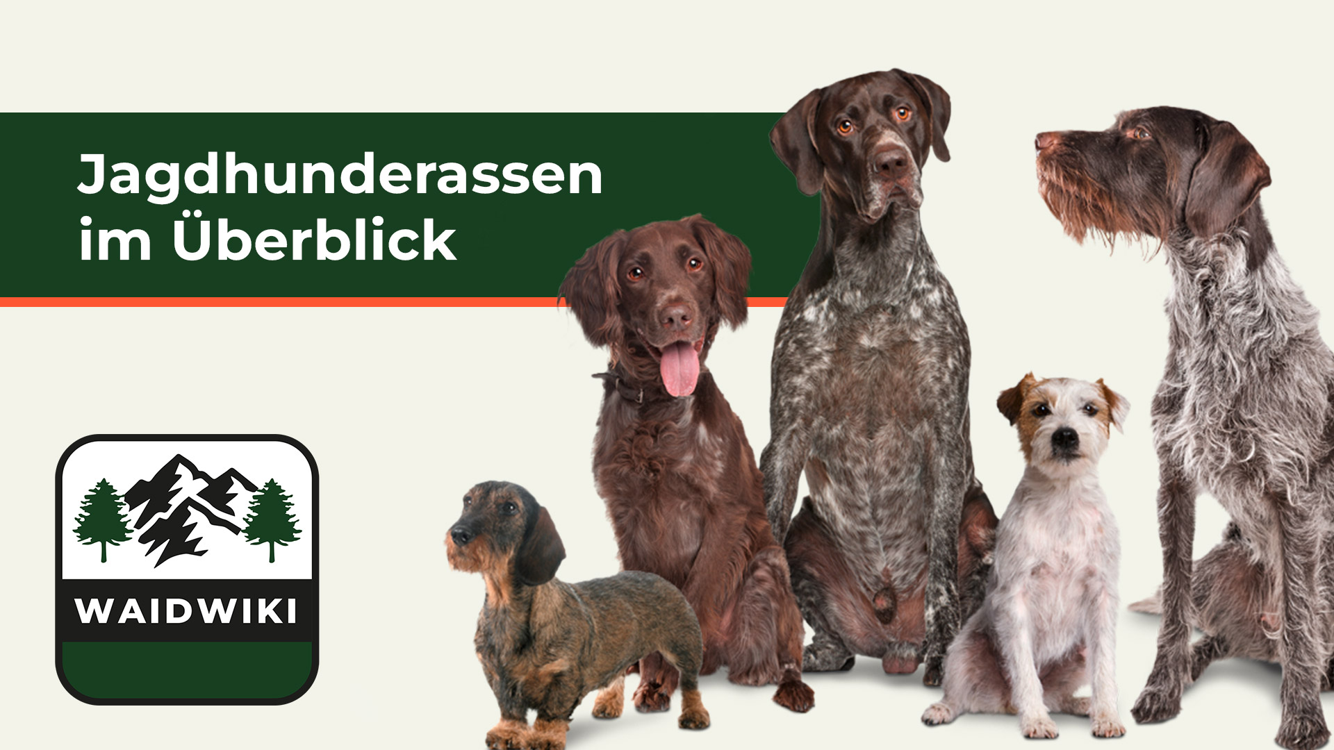 Jagdhunderassen im Überblick