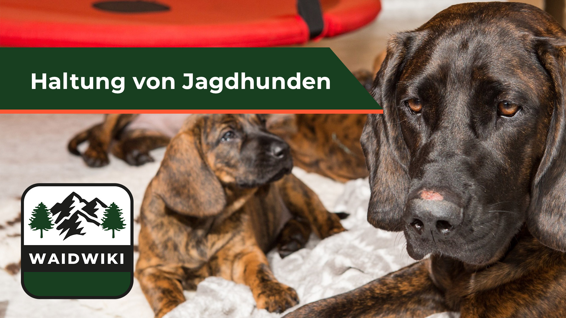 Haltung von Jagdhunden