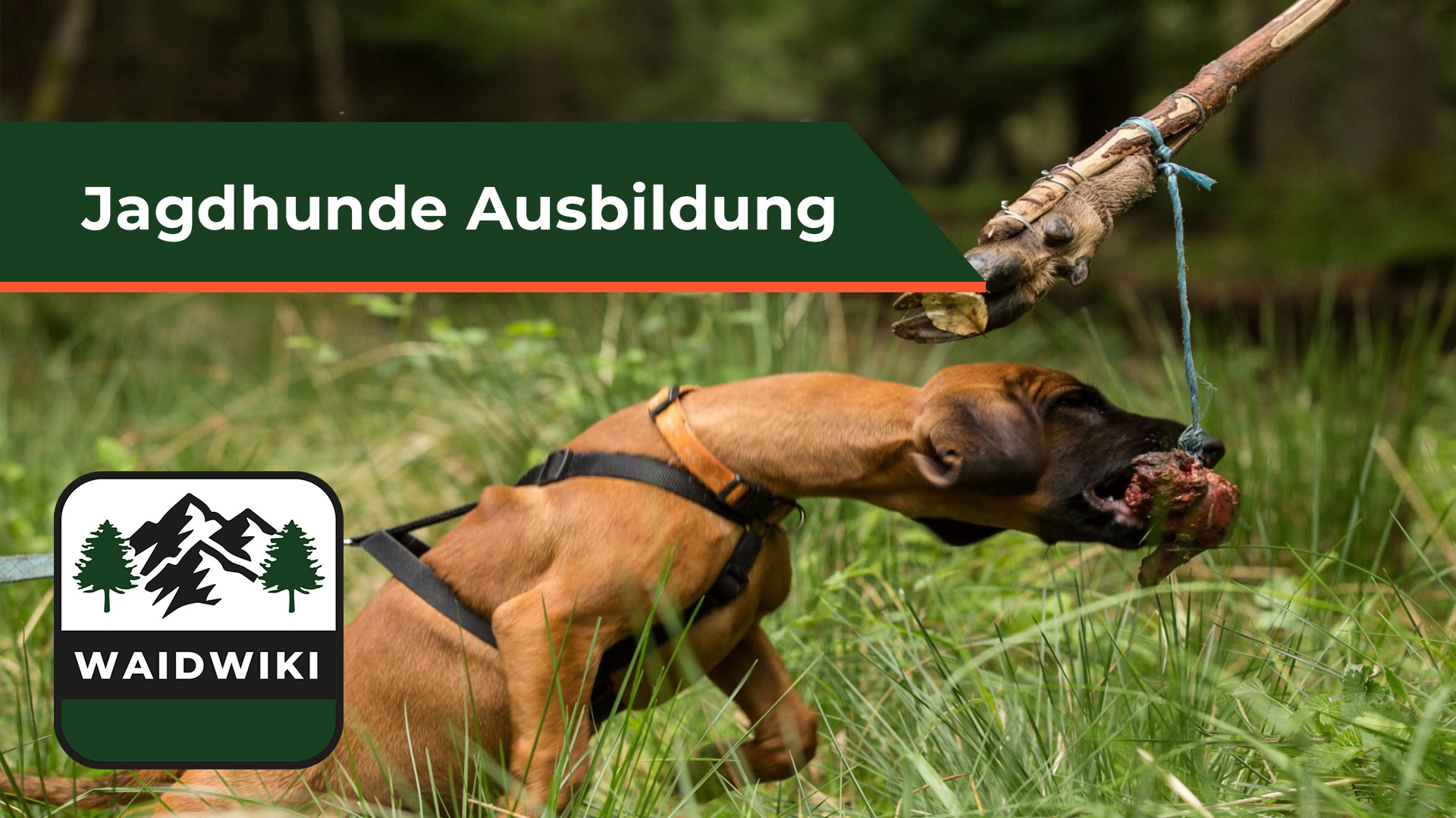 Ausbildung von Jagdhunden
