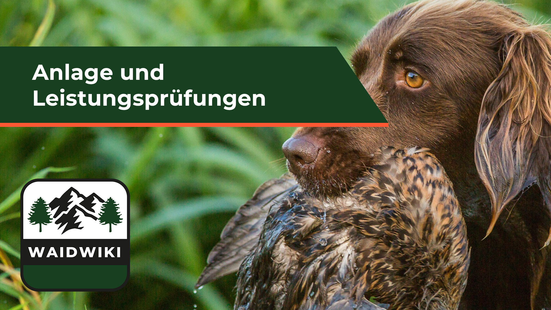 Anlage- und Leistungsprüfungen Jagdhunde 