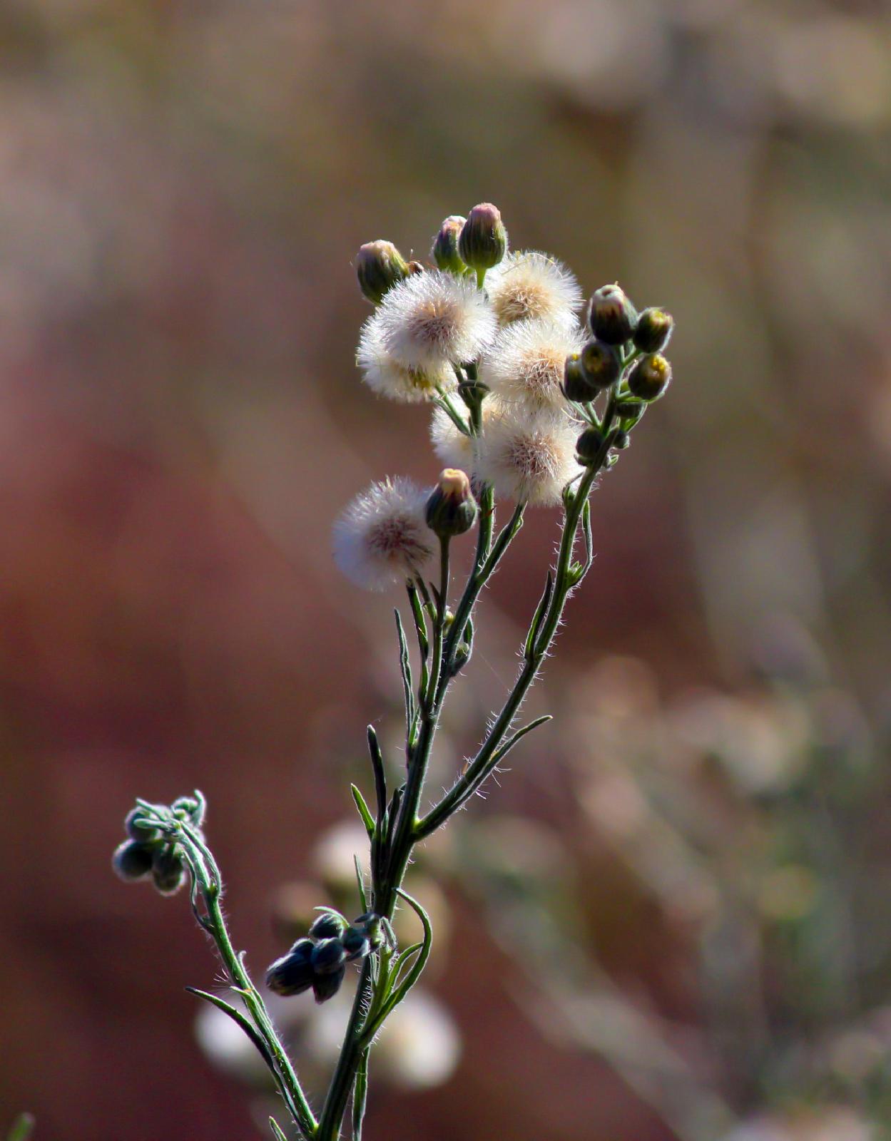 Ackerkratzdistel