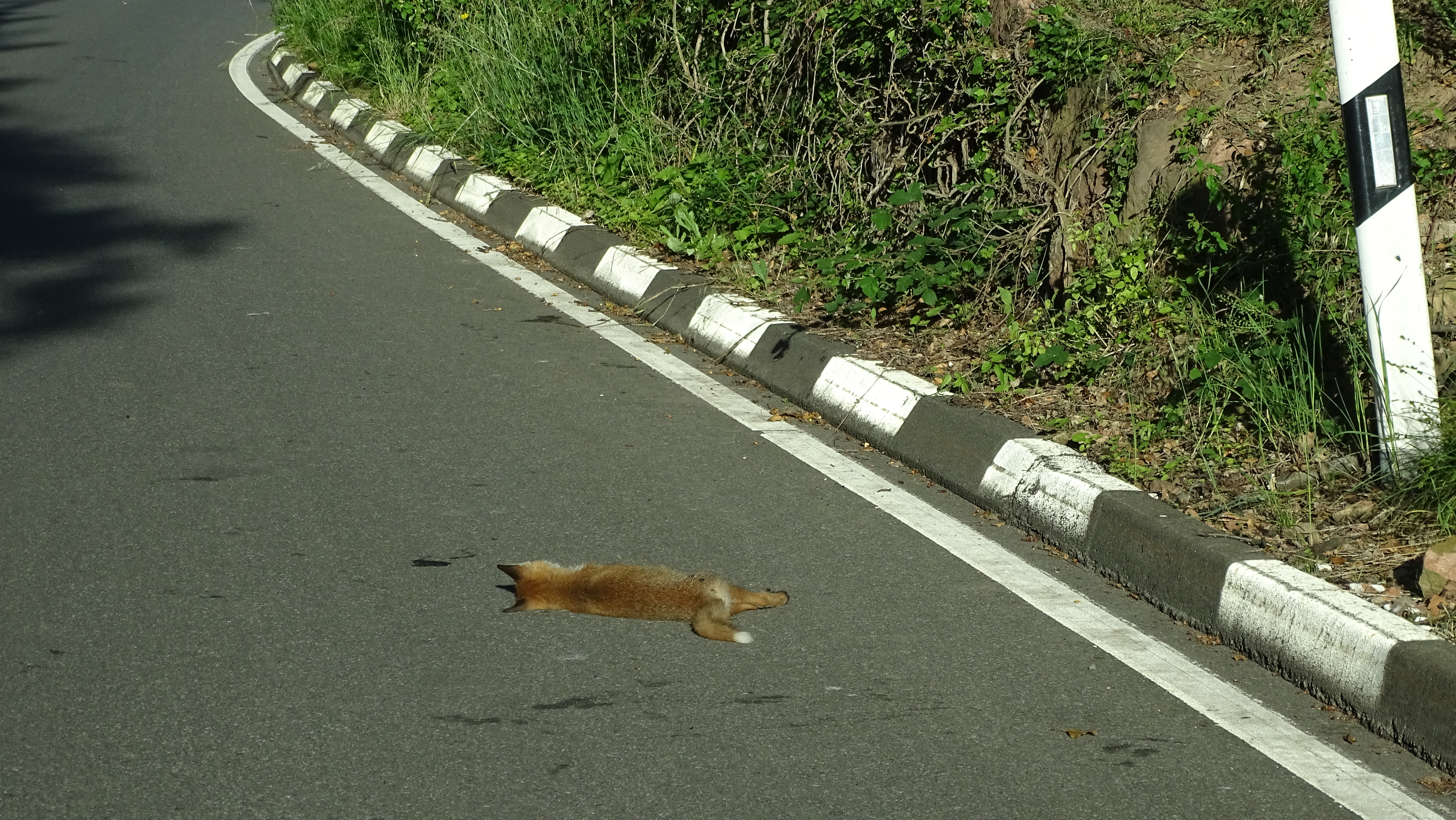 Wildunfall mit Fuchs