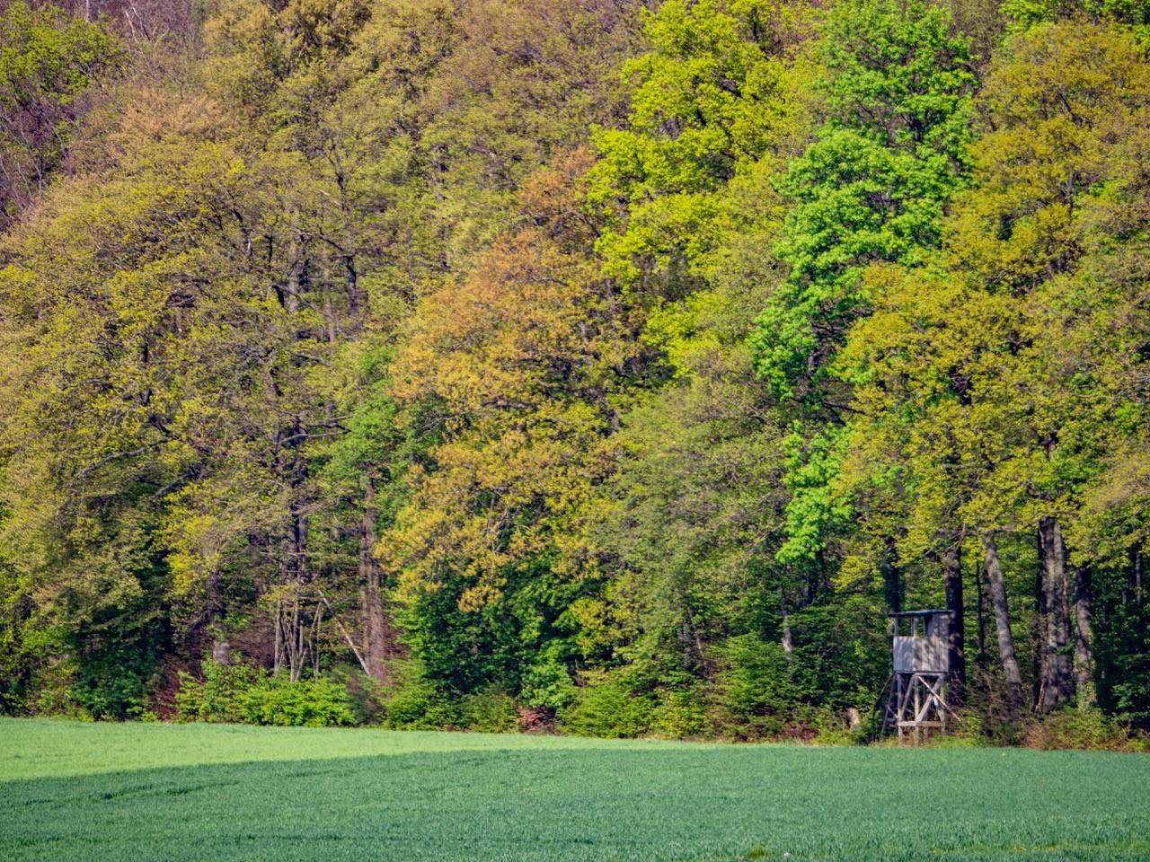Ansitzdrückjagd