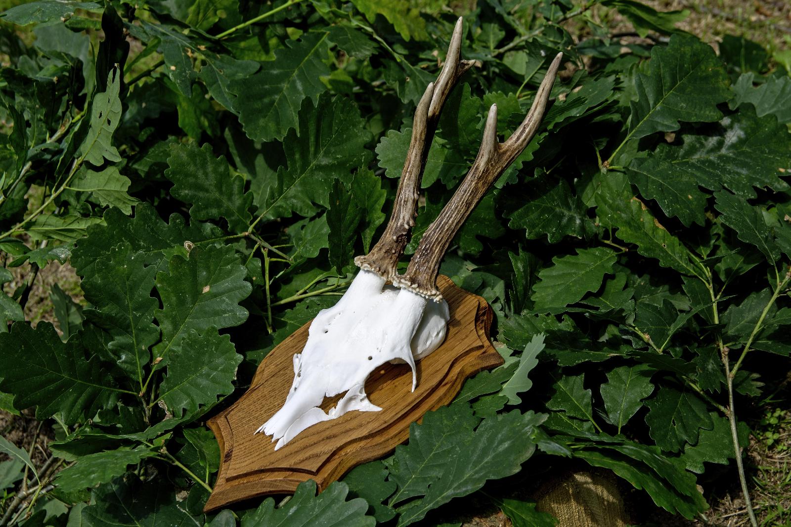 Trophäen