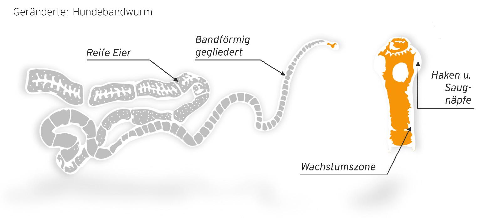 Hundebandwurm