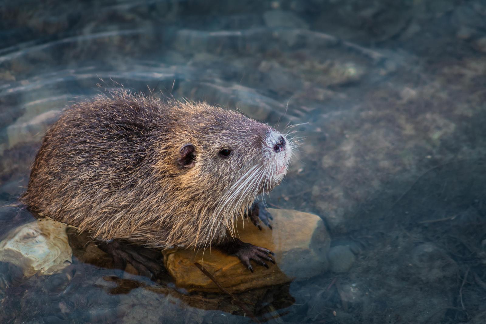 Nutria