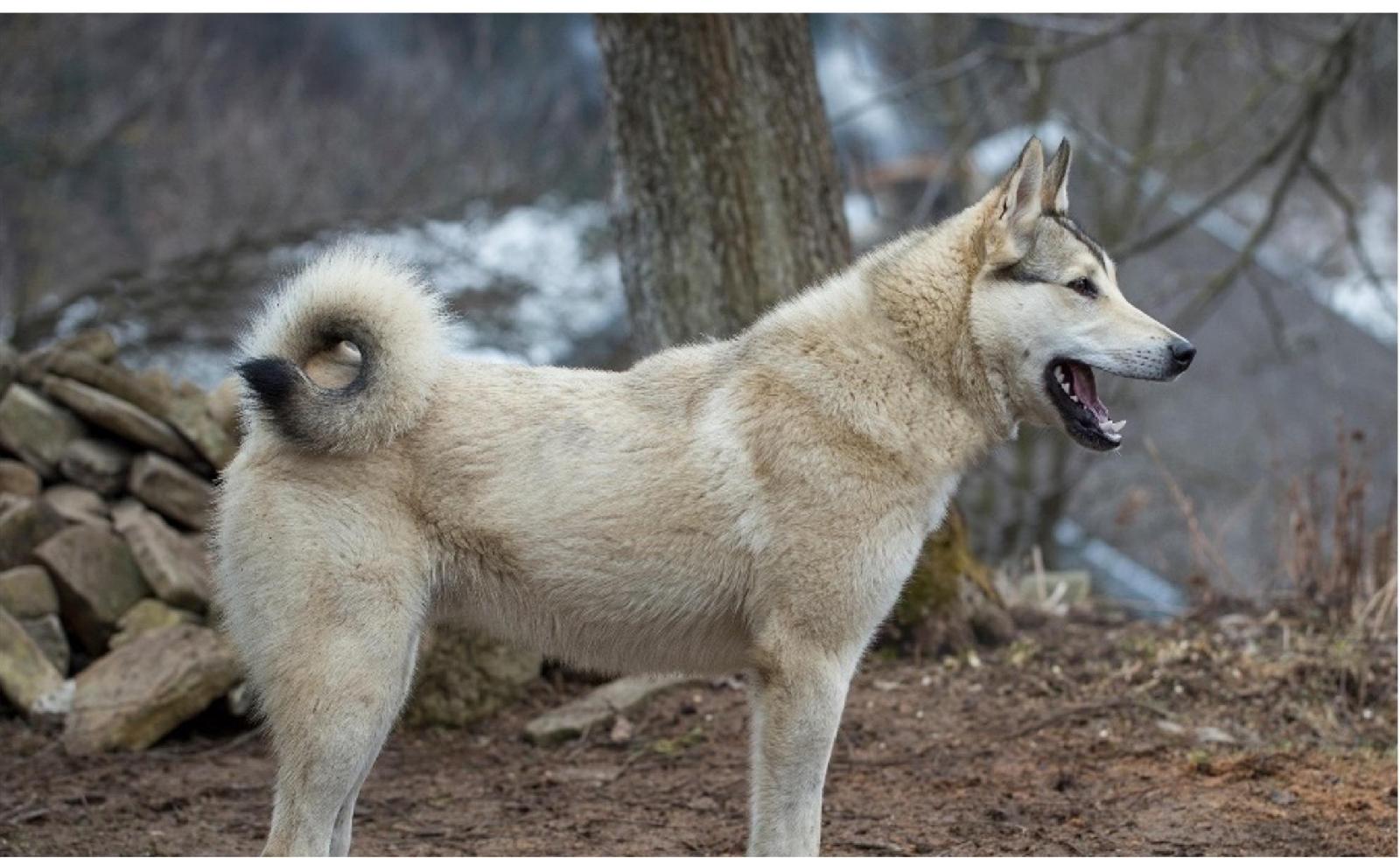 Nordische Hunde Laiki<br>