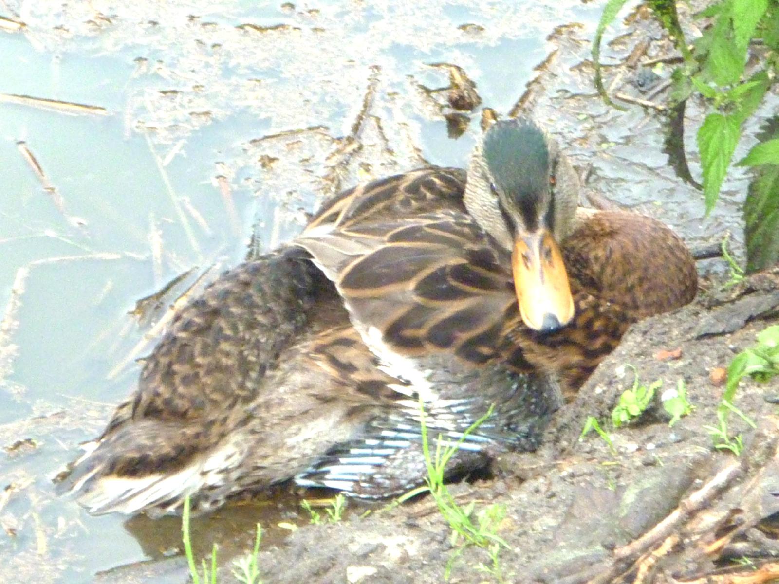 Botulismus