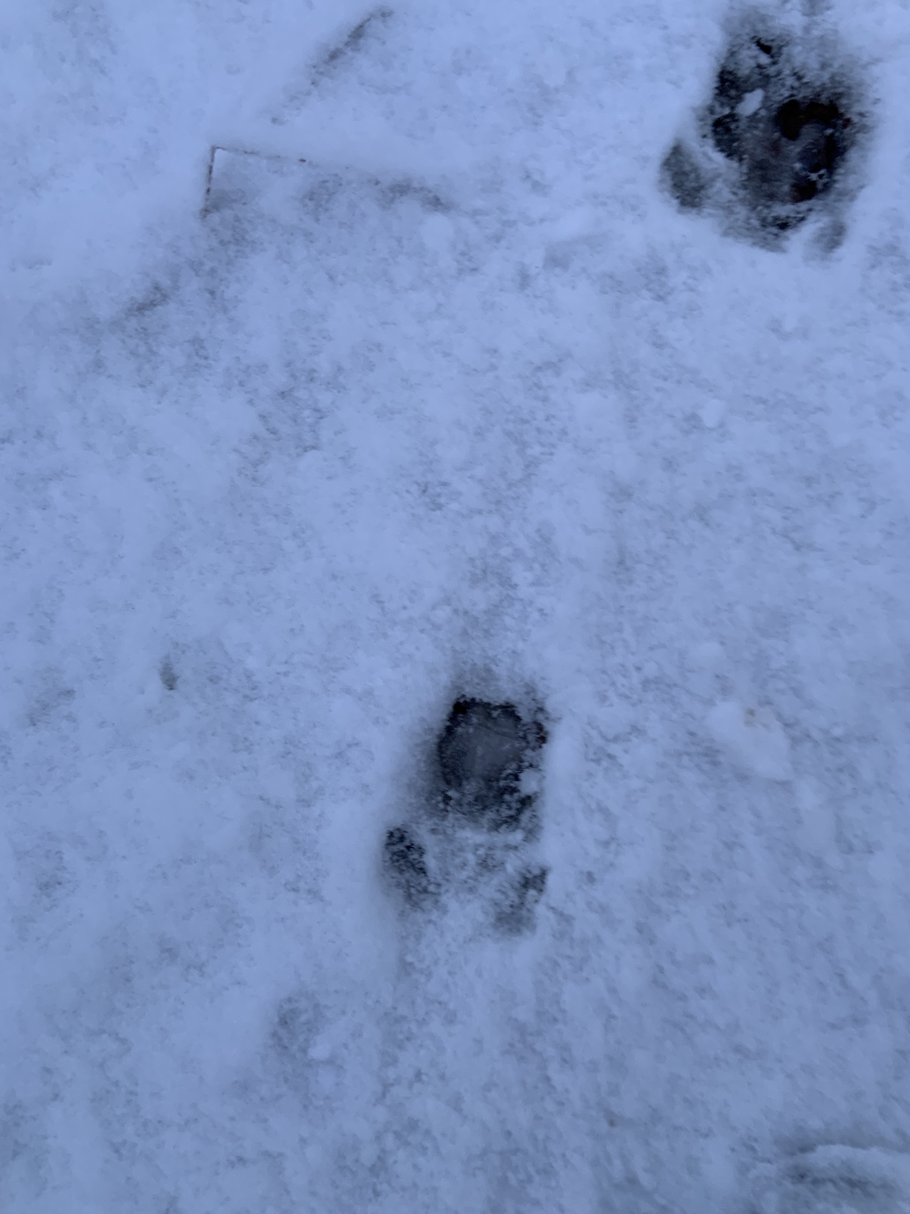 Fährte im Schnee